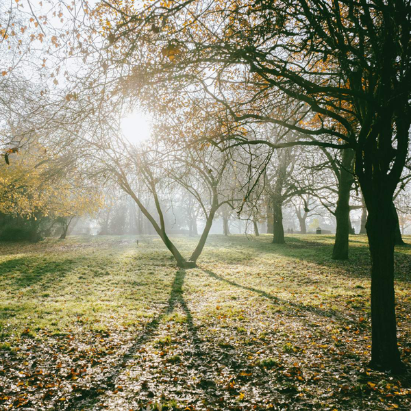 Sunlight shining through trees in a park