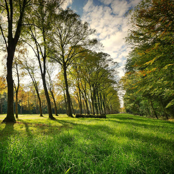 Green grass and rows of tall trees in an outdoor setting