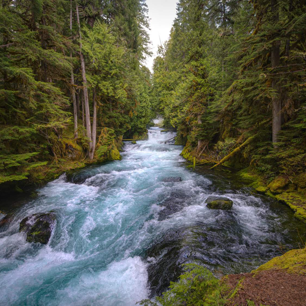 A rushing creek with rocks surrounded by trees in wilderness